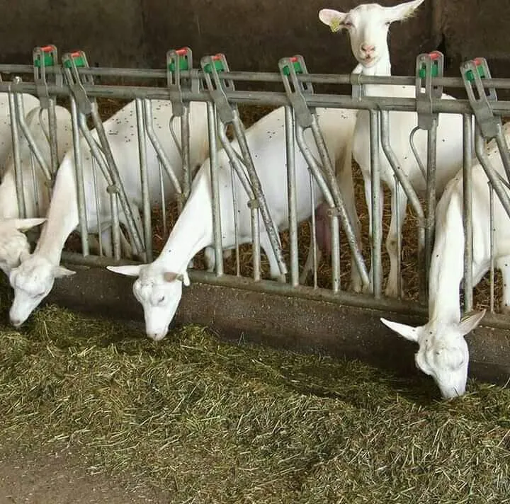 شبك سلك ثقيل – أفضل حماية للأحواش والمزارع الكبيرة في الرياض